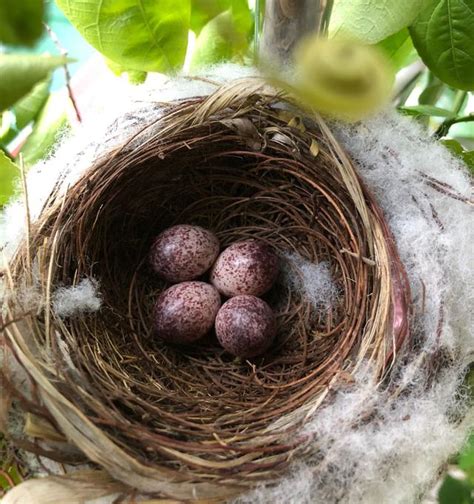 鳥築巢在家|很多朋友問：為什麼鳥兒不在我家築巢？這些地方鳥兒。